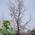 Лиственница японская Larix kaempferi 'Diana'